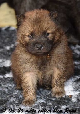 Les chiots de Eurasier