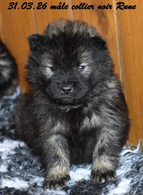Les chiots de Eurasier