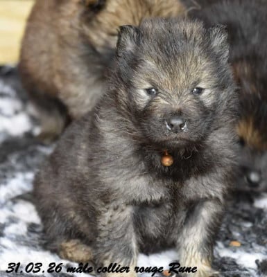 Les chiots de Eurasier
