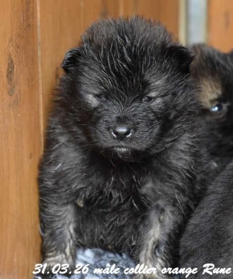 Les chiots de Eurasier