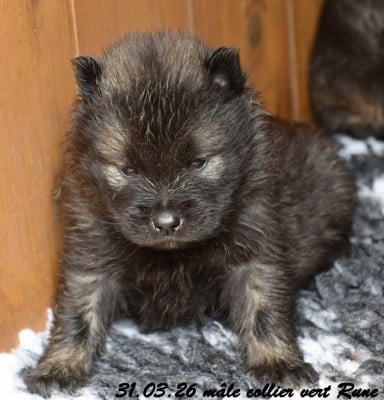 Les chiots de Eurasier