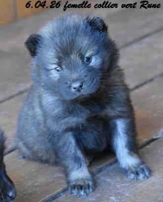 Les chiots de Eurasier