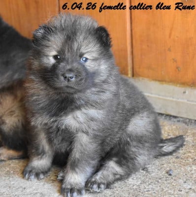 Les chiots de Eurasier