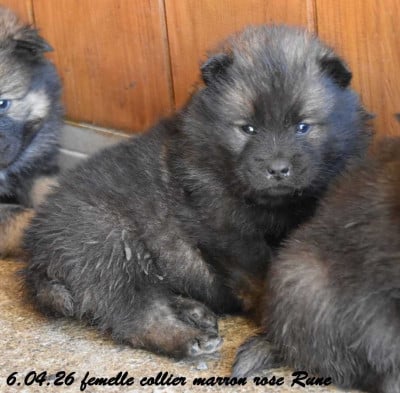Les chiots de Eurasier