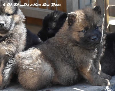 Les chiots de Eurasier