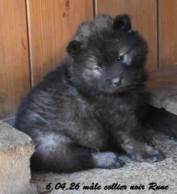 Les chiots de Eurasier