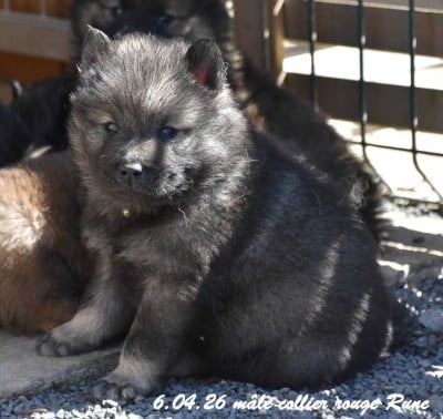 Les chiots de Eurasier