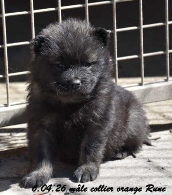 Les chiots de Eurasier