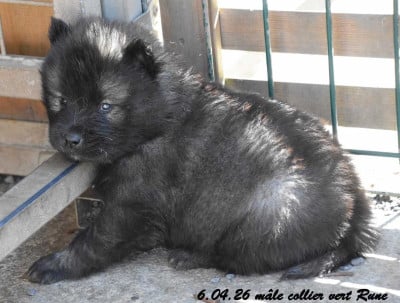 Les chiots de Eurasier