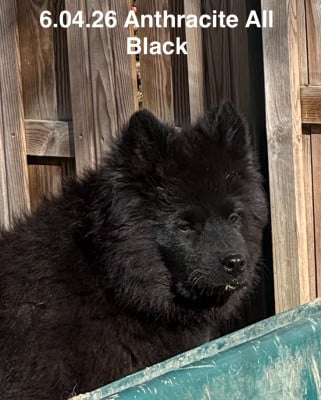 Les chiots de Eurasier