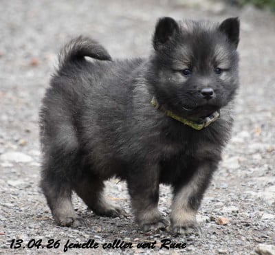 Les chiots de Eurasier