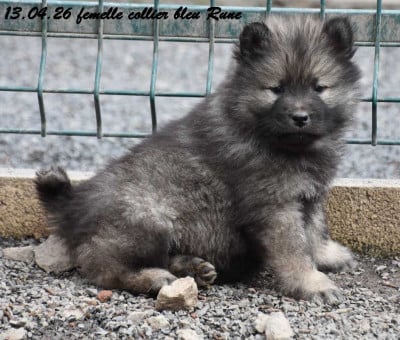 Les chiots de Eurasier