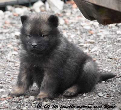 Les chiots de Eurasier