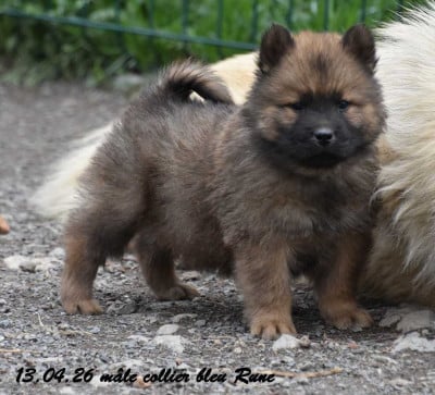 Les chiots de Eurasier