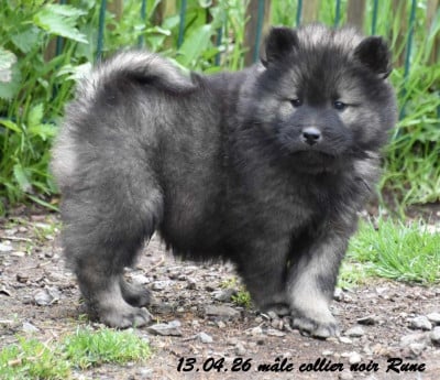 Les chiots de Eurasier