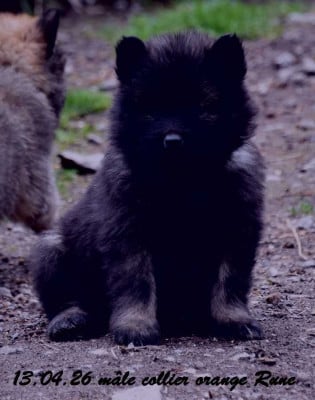 Les chiots de Eurasier