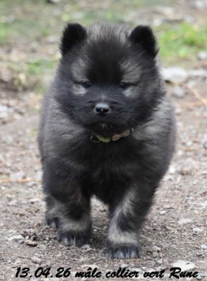Les chiots de Eurasier