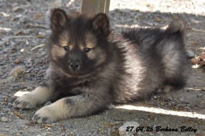 Les chiots de Eurasier