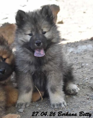 Les chiots de Eurasier