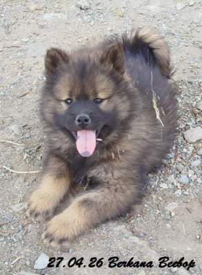 Les chiots de Eurasier