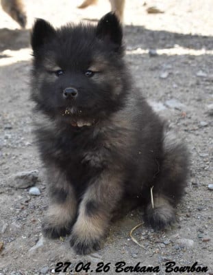 Les chiots de Eurasier