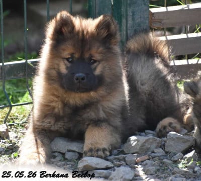 Les chiots de Eurasier
