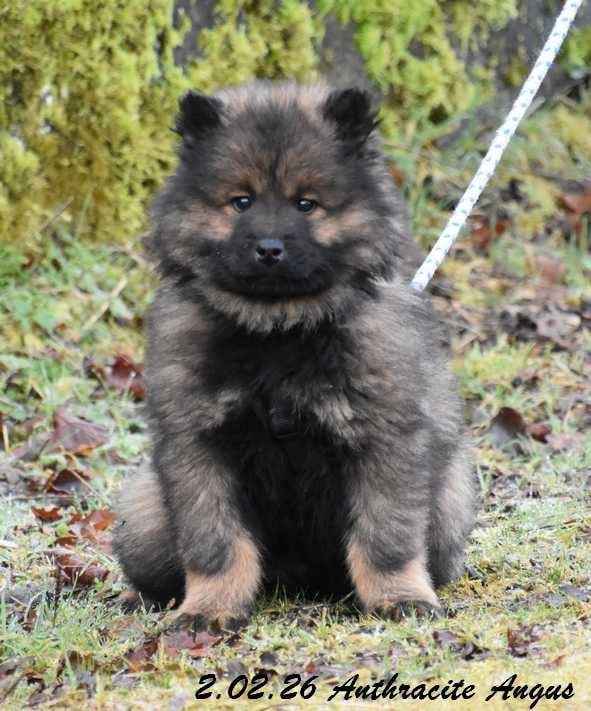 Eurasier - Des crinières de feu
