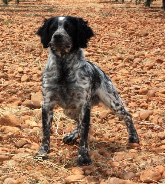 Publication : Del Zumbacon