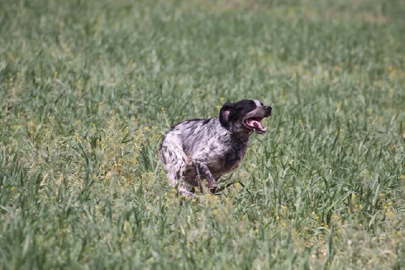 Publication : Del Zumbacon