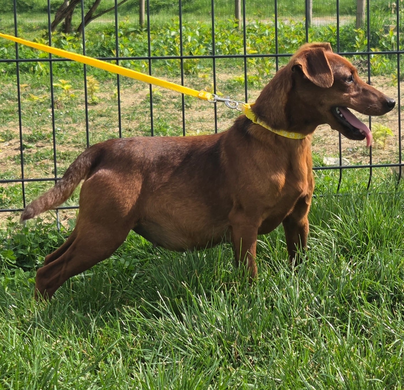 Angel des Princes Pinscher