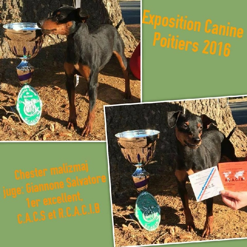 Chester mali zmaj - 1er Excellent CACS - RCACIB