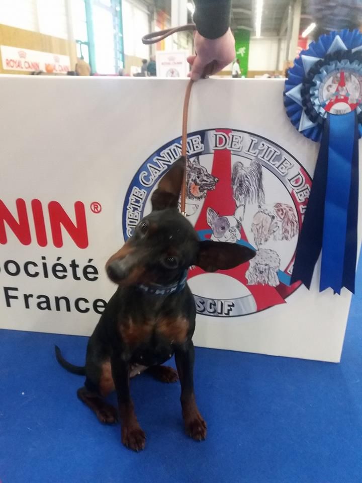 Matika des Princes Pinscher - 2eme excellent