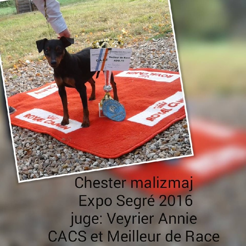 Chester mali zmaj - 1er Excellent CACS, Meilleur de Race