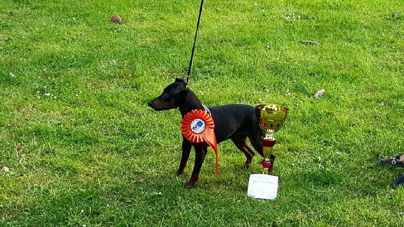 Chester mali zmaj - 1er excellent, Meilleur de race jeune