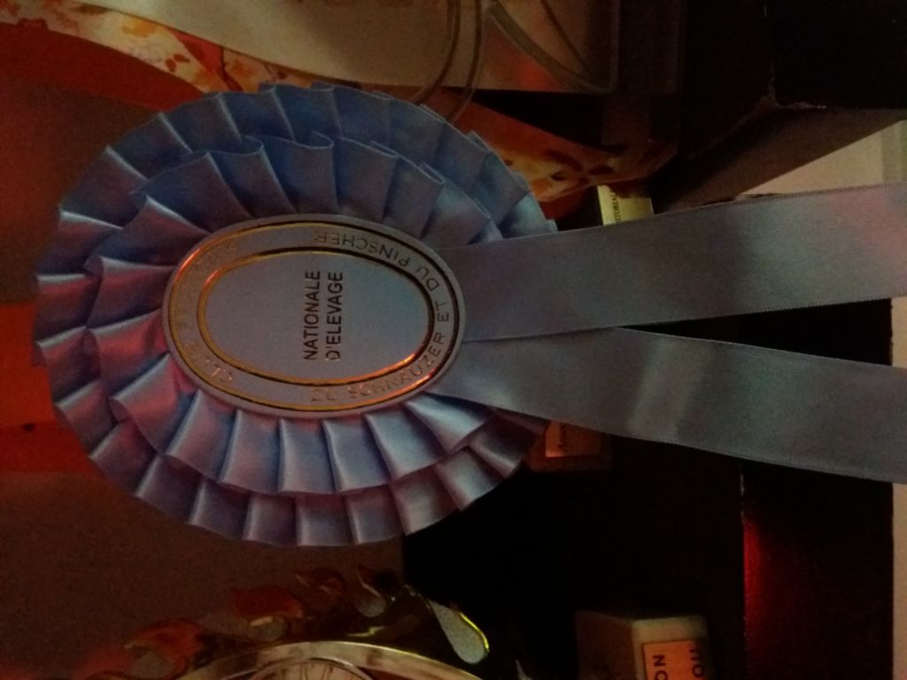 Shelgor star of elune - 1er excellent Meilleur Jeune