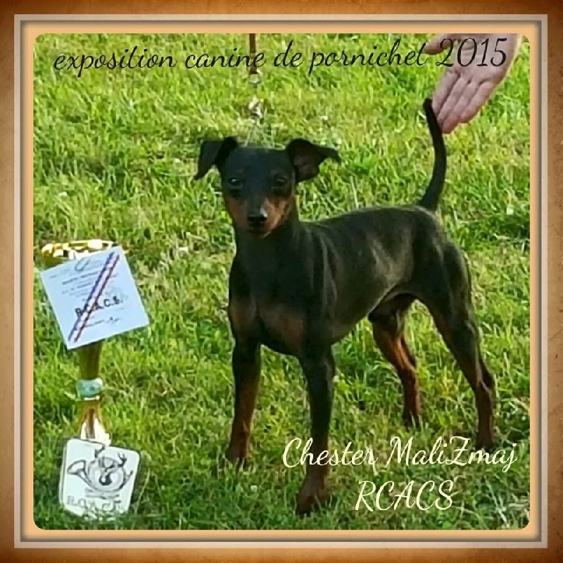 Chester mali zmaj - 2eme Excellent R.C.A.C.S