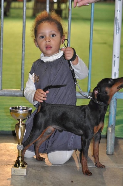 Chester mali zmaj - Trés prometteur puppy