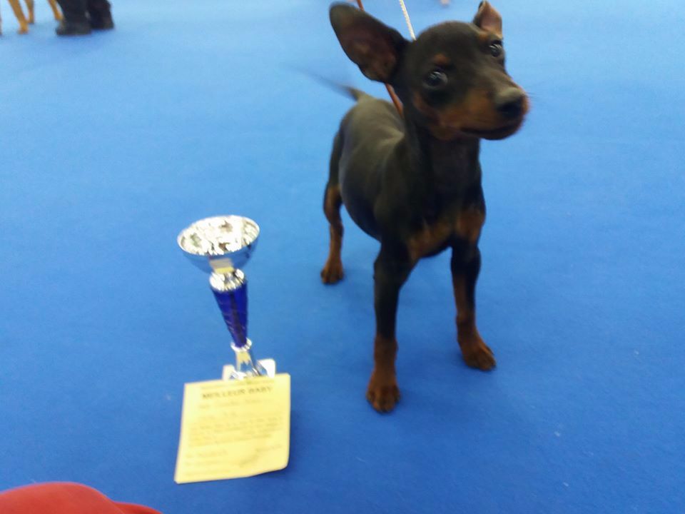 Matika des Princes Pinscher - Trés prometteur, Meilleur Baby