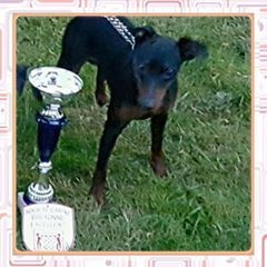 Chester mali zmaj - 1er Excellent Jeune