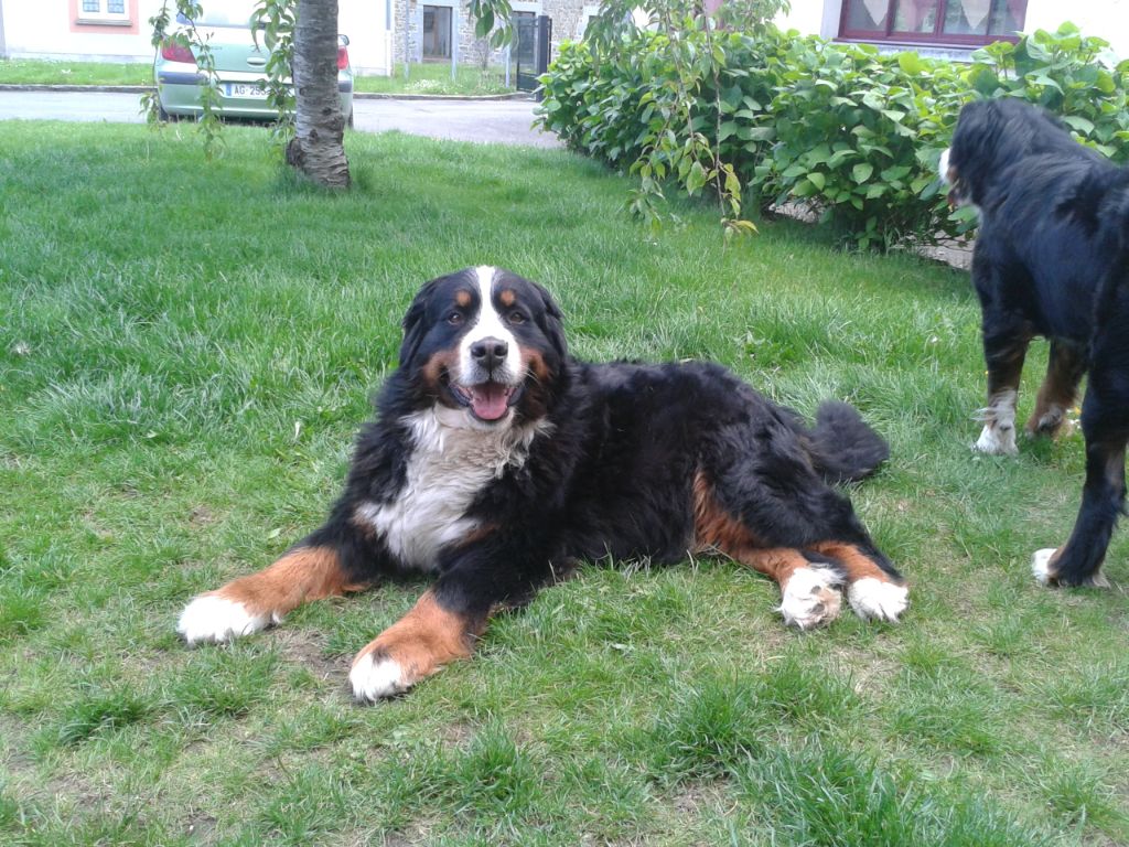 Accueil Elevage Des Terres De Bagherra Eleveur De Chiens