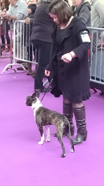 Jim morrison Du chevalier de saint maxime - Tres Prometteur et Ring d'honneur