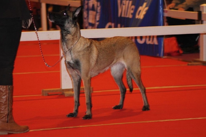 F.b.i de l'empire du Phoenix - 2 ème excellente en COF