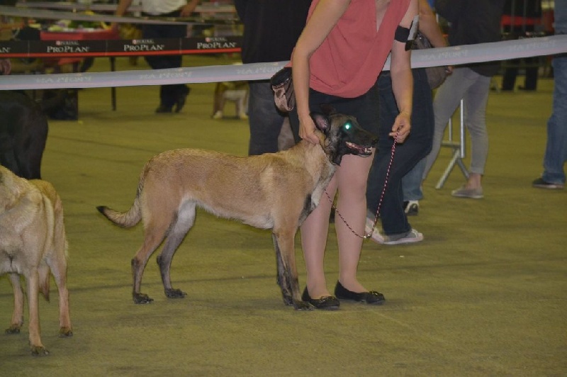 F.b.i de l'empire du Phoenix - 3 ème Excellent en classe ouverte femelle