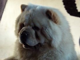 Publication : Des Samouraïs De La Fournaise Auteur : Samouraïs de la Fournaise