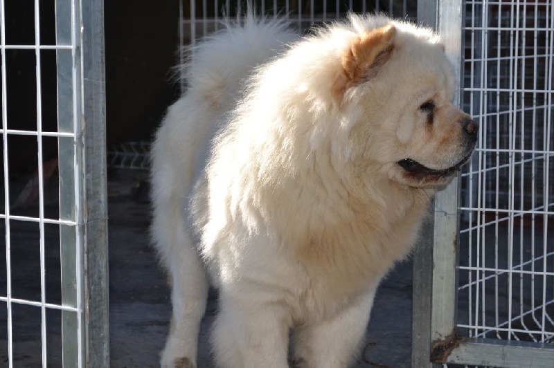 Publication : Des Samouraïs De La Fournaise Auteur : Samouraïs de la Fournaise