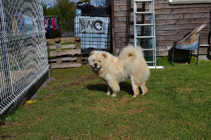 Publication : Des Samouraïs De La Fournaise Auteur : Samouraïs de la Fournaise