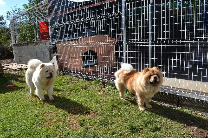 Publication : Des Samouraïs De La Fournaise Auteur : Samouraïs de la Fournaise