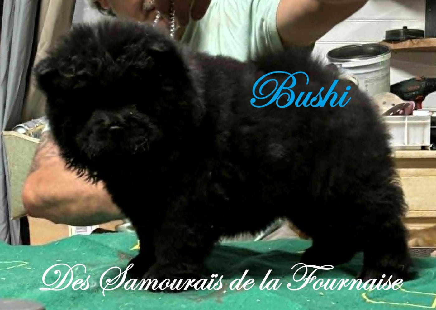 bushi