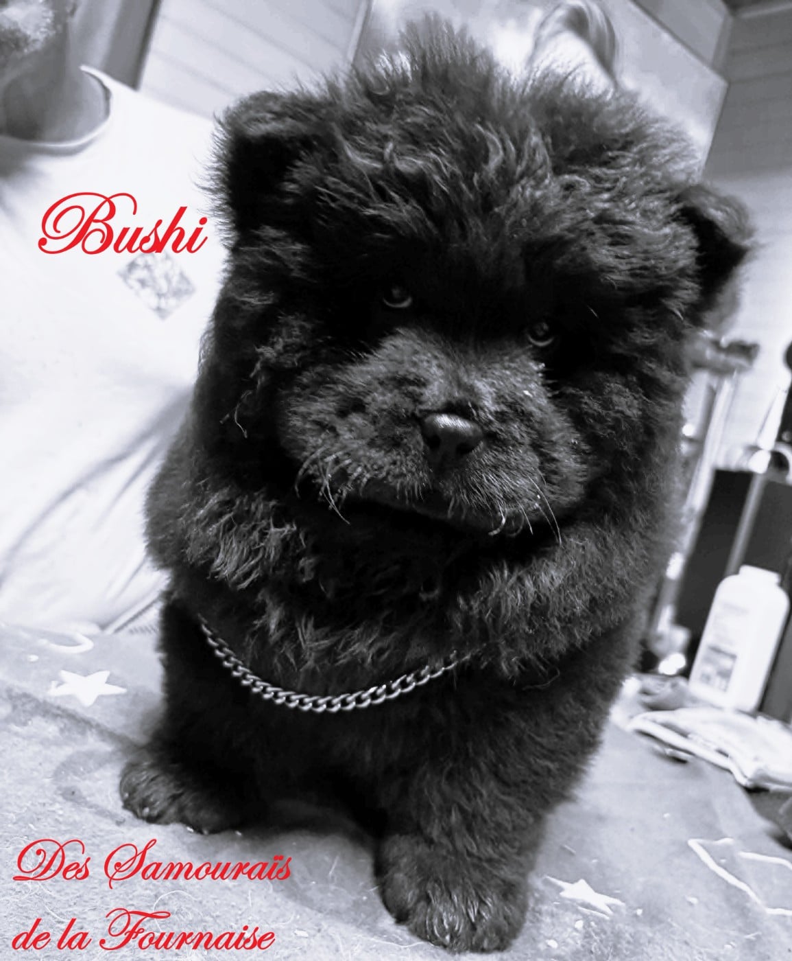 bushi