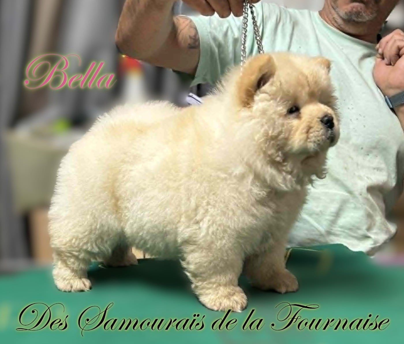 bella